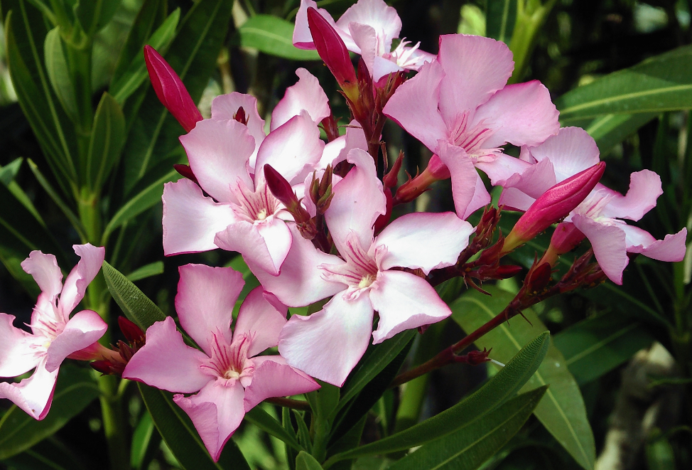 Oleander – Bild 2