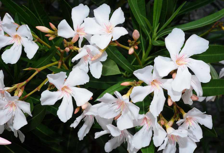 Oleander – Bild 4