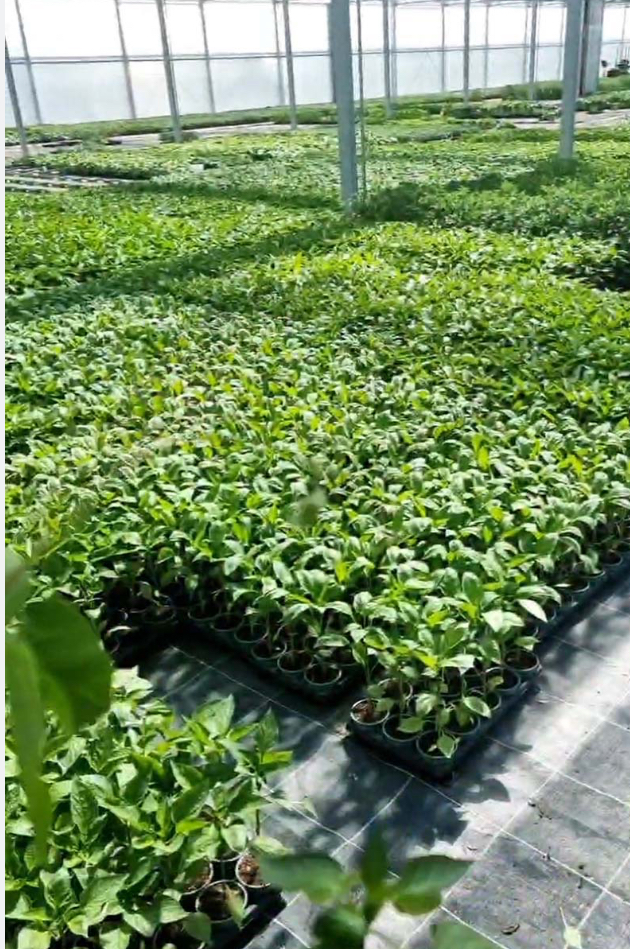 Salatpflänzchen – Bild 3