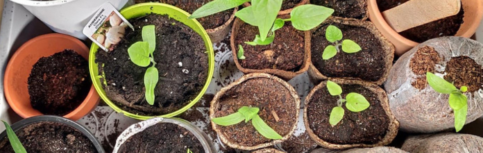 Salatpflänzchen – Bild 2